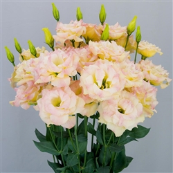 Lisianthus Megalo 2 Navel Pellets