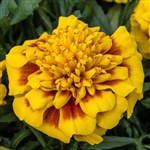 Marigold Super Hero Yellow Bee Detailed