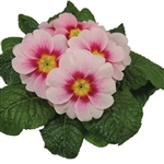 Primula Evie Appleblossom