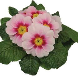 Primula Evie Appleblossom
