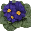 Primula Evie Blue