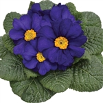 Primula Evie Blue