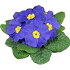 Primula Evie Mid Blue