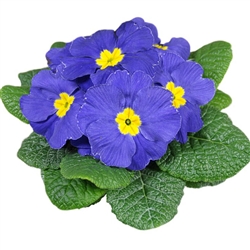 Primula Evie Mid Blue