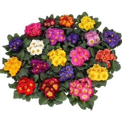 Primula Evie Mix