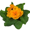 Primula Evie Orange Gold