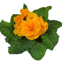 Primula Evie Orange Gold