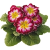 Primula Evie Purple Flame
