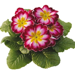 Primula Evie Purple Flame