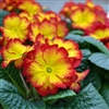 Primula Evie Red Flame