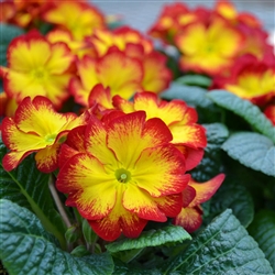 Primula Evie Red Flame