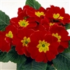 Primula Evie Scarlet