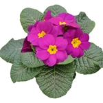 Primula Evie Violet