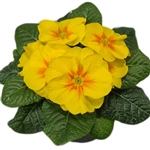 Primula Evie Yellow