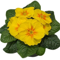 Primula Evie Yellow