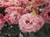 Lisianthus Celeb 2 Salmon Pink Pellets