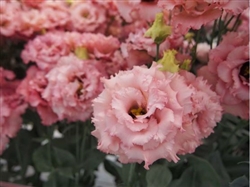 Lisianthus Celeb 2 Salmon Pink Pellets