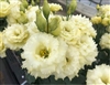 Lisianthus Celeb 3 Yellow Pellets