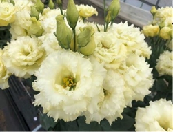 Lisianthus Celeb 3 Yellow Pellets