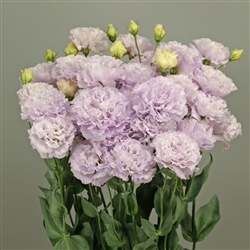 Lisianthus Celebrich 2 Lavender Pellets
