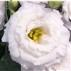 Lisianthus Elegance 3 Pale Lavender Pellets