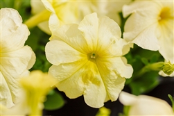 Petunia Mambo Yellow Lime Pellets