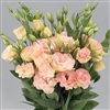 Lisianthus Super Magic Champagne Pellets