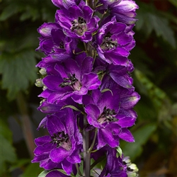 Delphinium Delphina Dk Blue/Black Bee