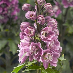 Delphinium Delphina Rose/White Bee