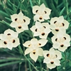 Dietes Bicolour