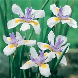 Dietes Grandiflora