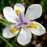 Dietes Irridoides