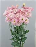 Lisianthus Celeb 1 Sakura Pink Pellets