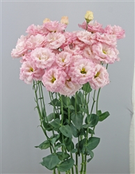 Lisianthus Celeb 1 Sakura Pink Pellets