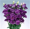 Lisianthus Jasny 3 Flamingo Pellets