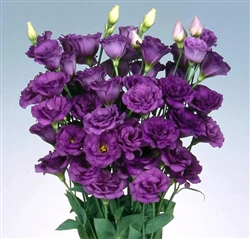 Lisianthus Jasny 3 Flamingo Pellets