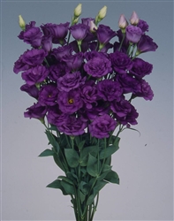 Lisianthus Flamingo 3 Purple Pellets
