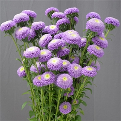 Aster Macaroon Blue