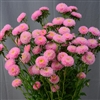 Aster Macaroon Pink