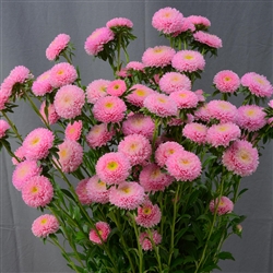 Aster Macaroon Pink