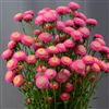 Aster Macaroon Rose
