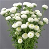 Aster Macaroon White