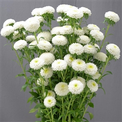 Aster Macaroon White