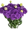 Lisianthus Julius 2 Blue Pellets