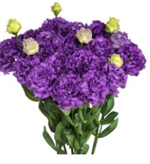 Lisianthus Julius Blue Pellets