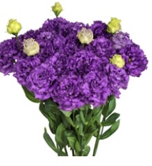 Lisianthus Julius 2 Blue Pellets