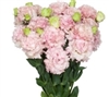 Lisianthus Julius Cute Pink Pellets