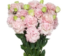 Lisianthus Julius Cute Pink Pellets