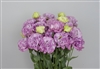 Lisianthus Julius 2 Lavender Pellets