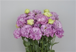 Lisianthus Julius 2 Lavender Pellets